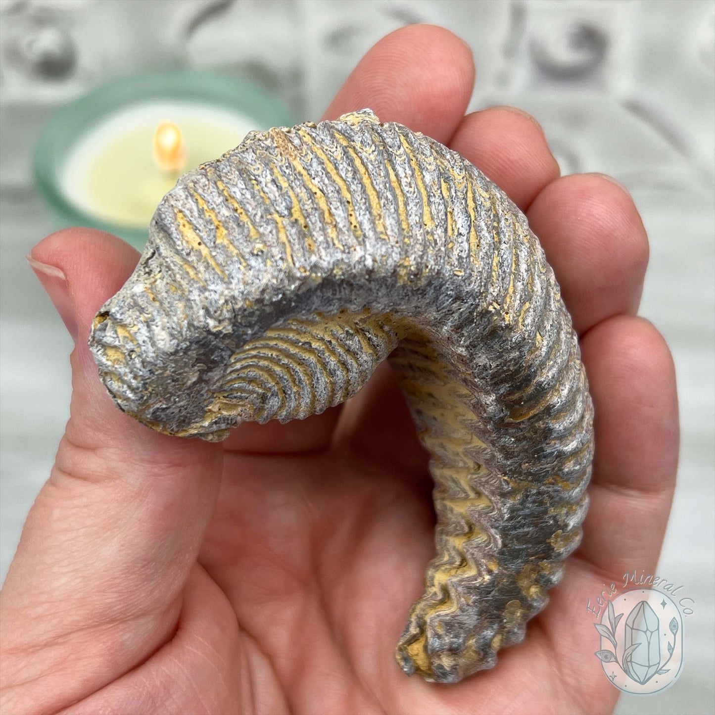 Rastellum ZigZag Oyster Fossil Specimen