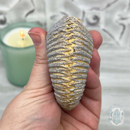 Rastellum ZigZag Oyster Fossil Specimen