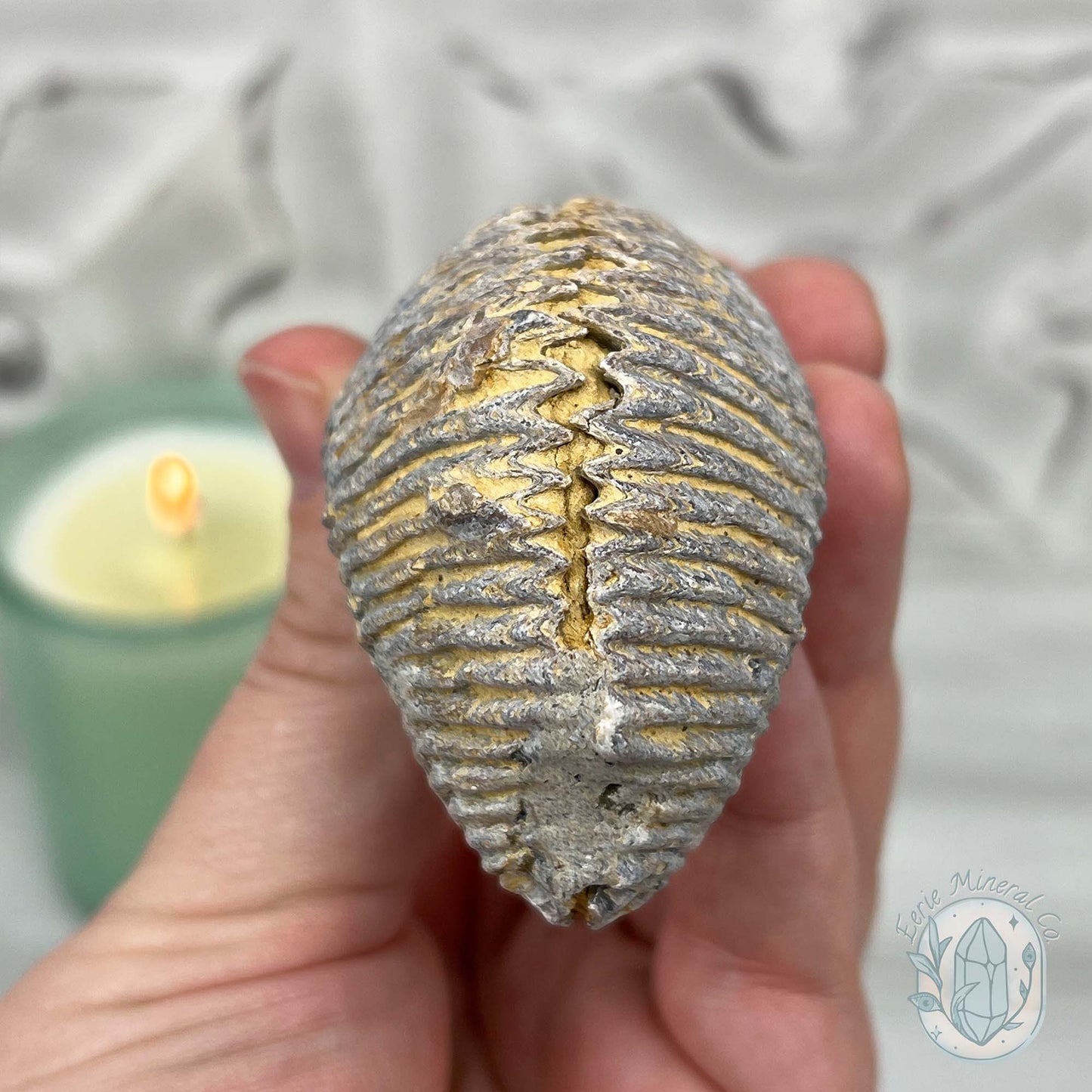 Rastellum ZigZag Oyster Fossil Specimen