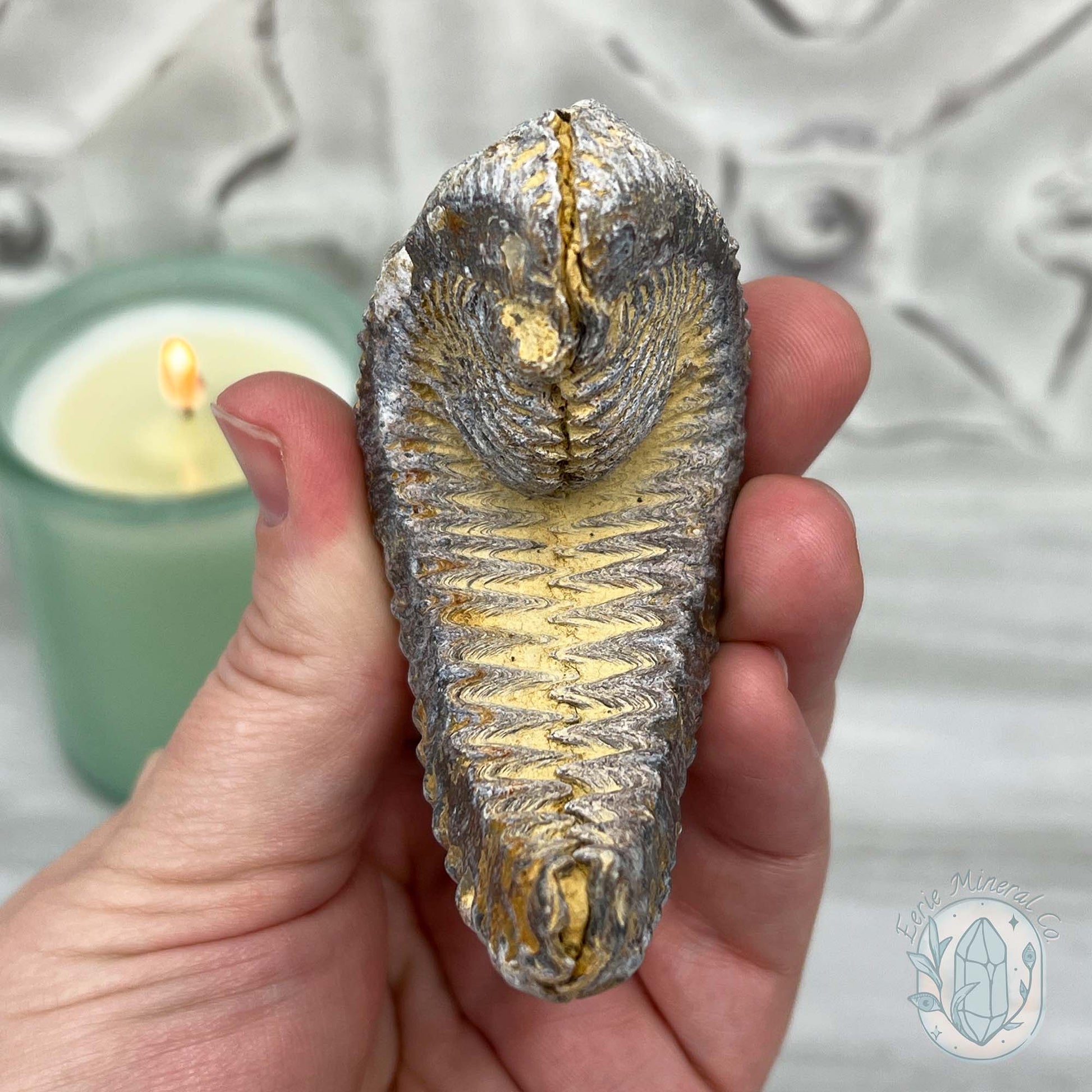 Rastellum ZigZag Oyster Fossil Specimen