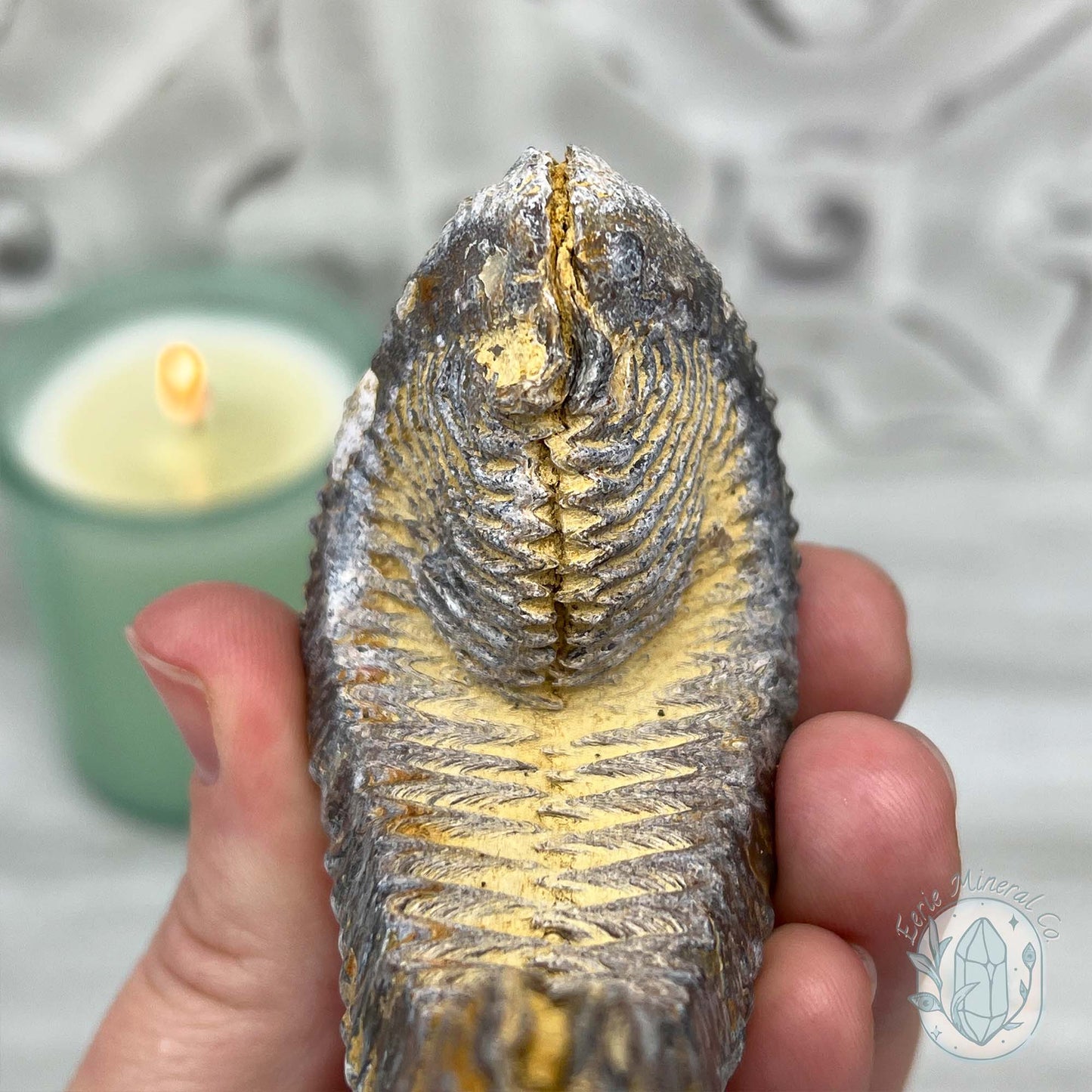 Rastellum ZigZag Oyster Fossil Specimen
