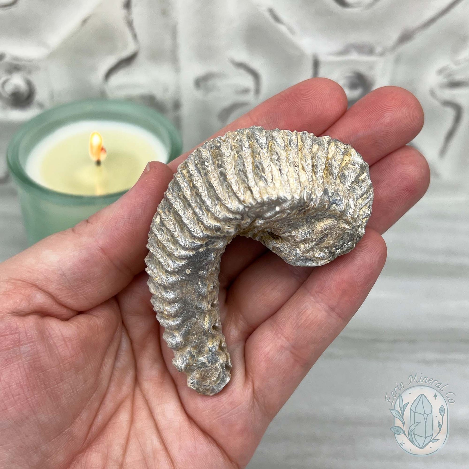 Rastellum ZigZag Oyster Fossil Specimen