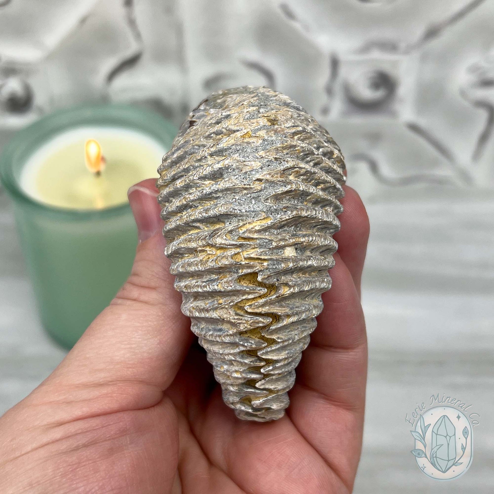 Rastellum ZigZag Oyster Fossil Specimen