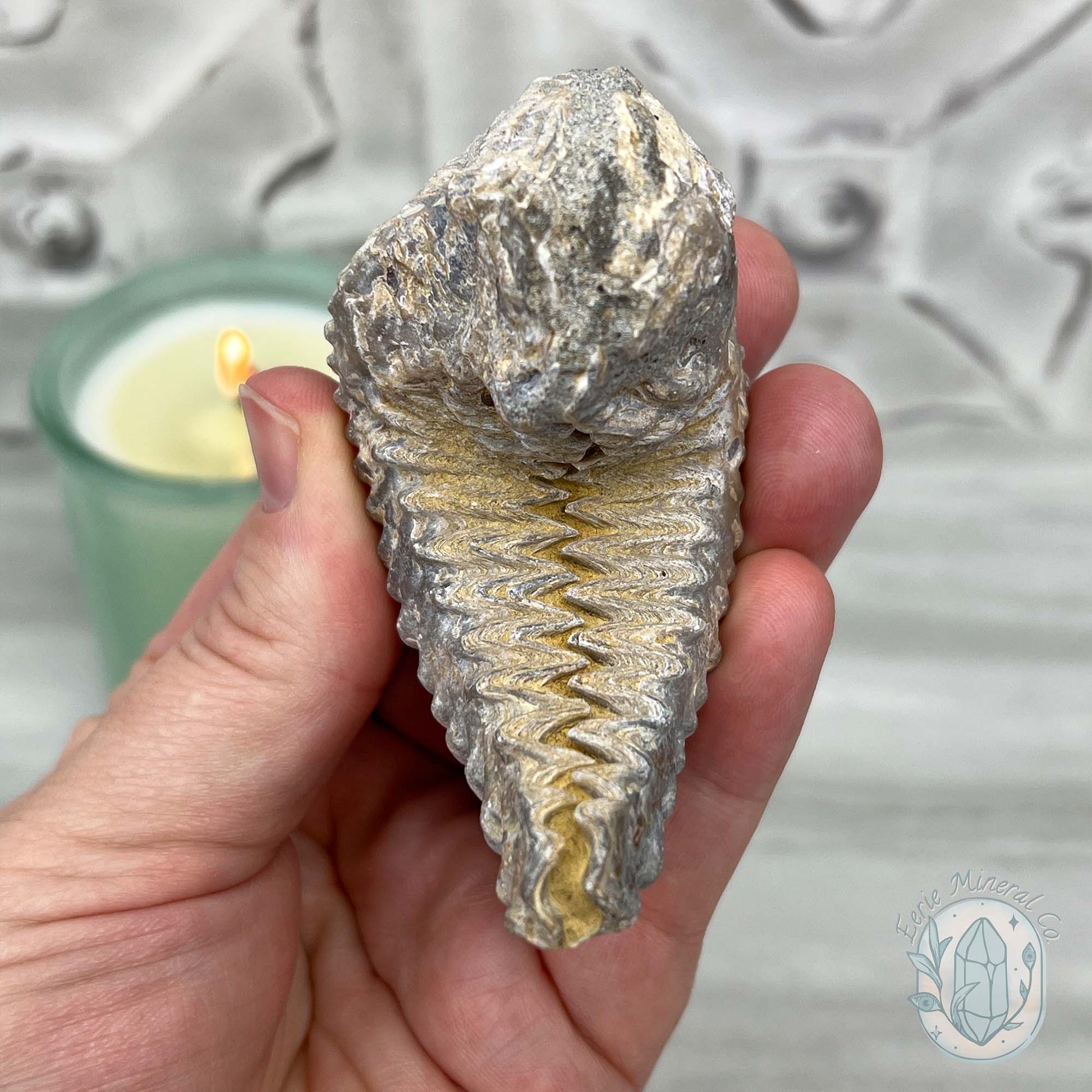 Rastellum ZigZag Oyster Fossil Specimen