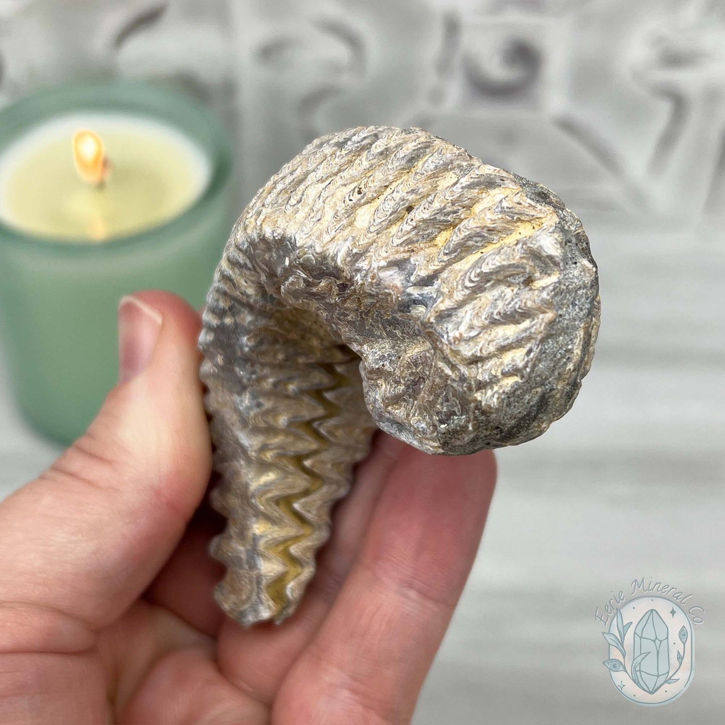 Rastellum ZigZag Oyster Fossil Specimen