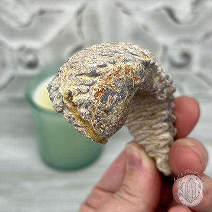 Rastellum ZigZag Oyster Fossil Specimen