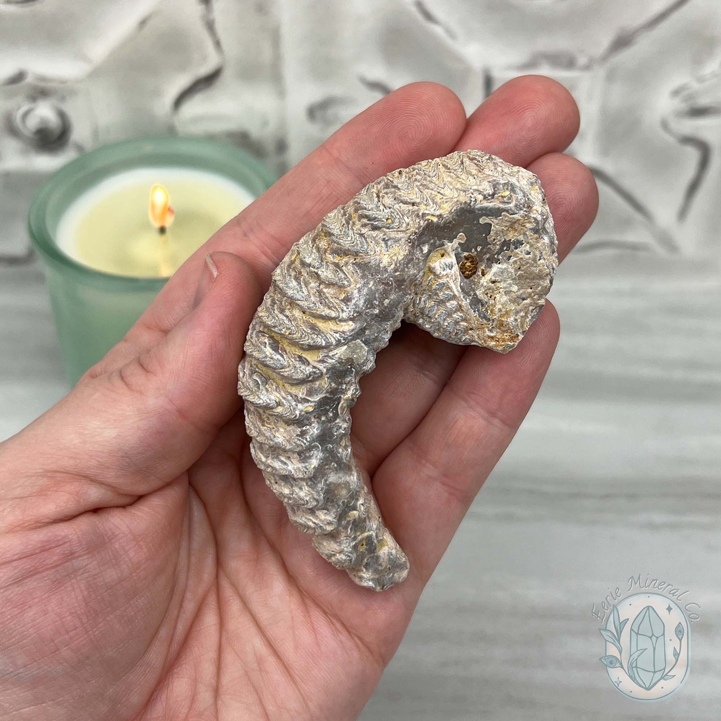 Rastellum ZigZag Oyster Fossil Specimen