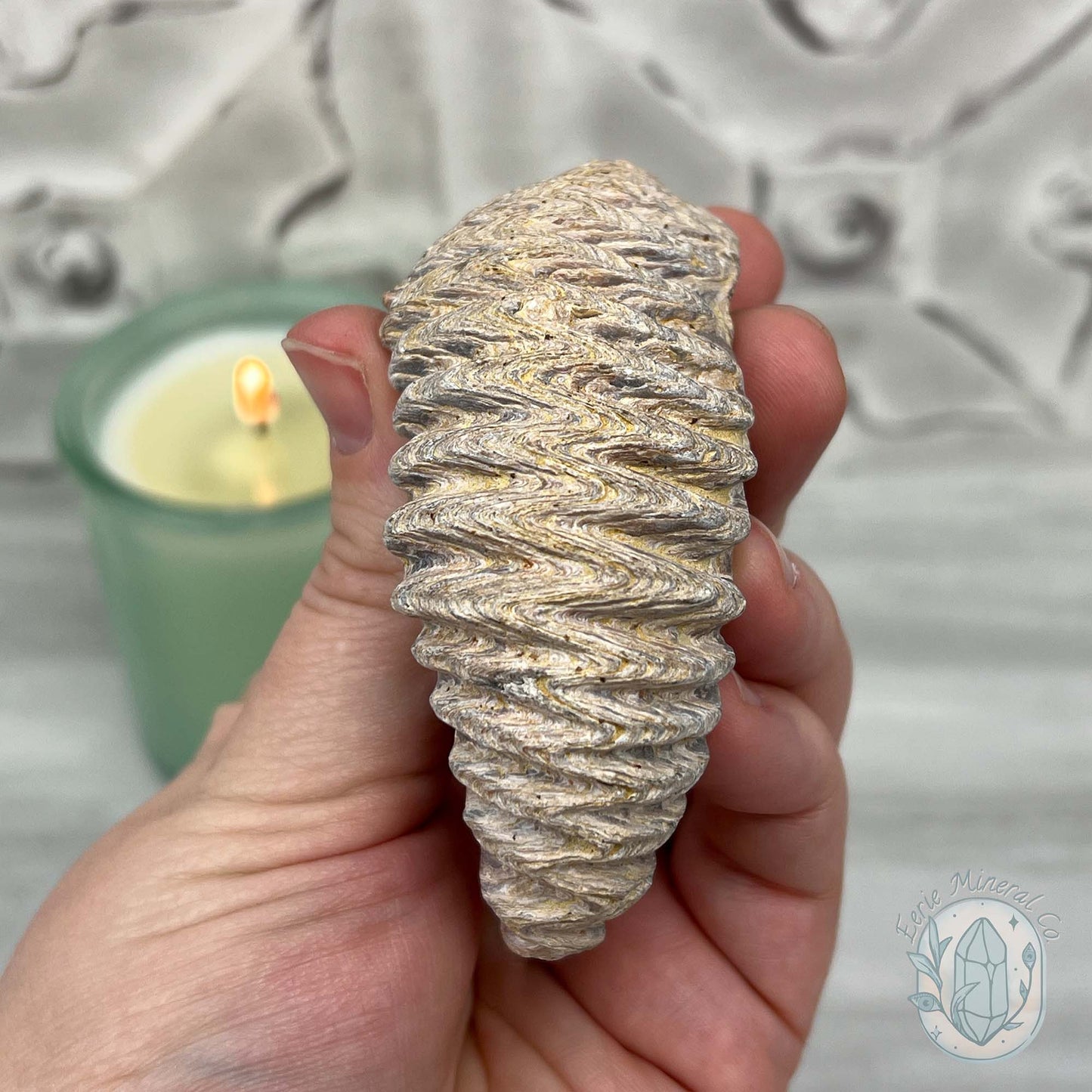 Rastellum ZigZag Oyster Fossil Specimen