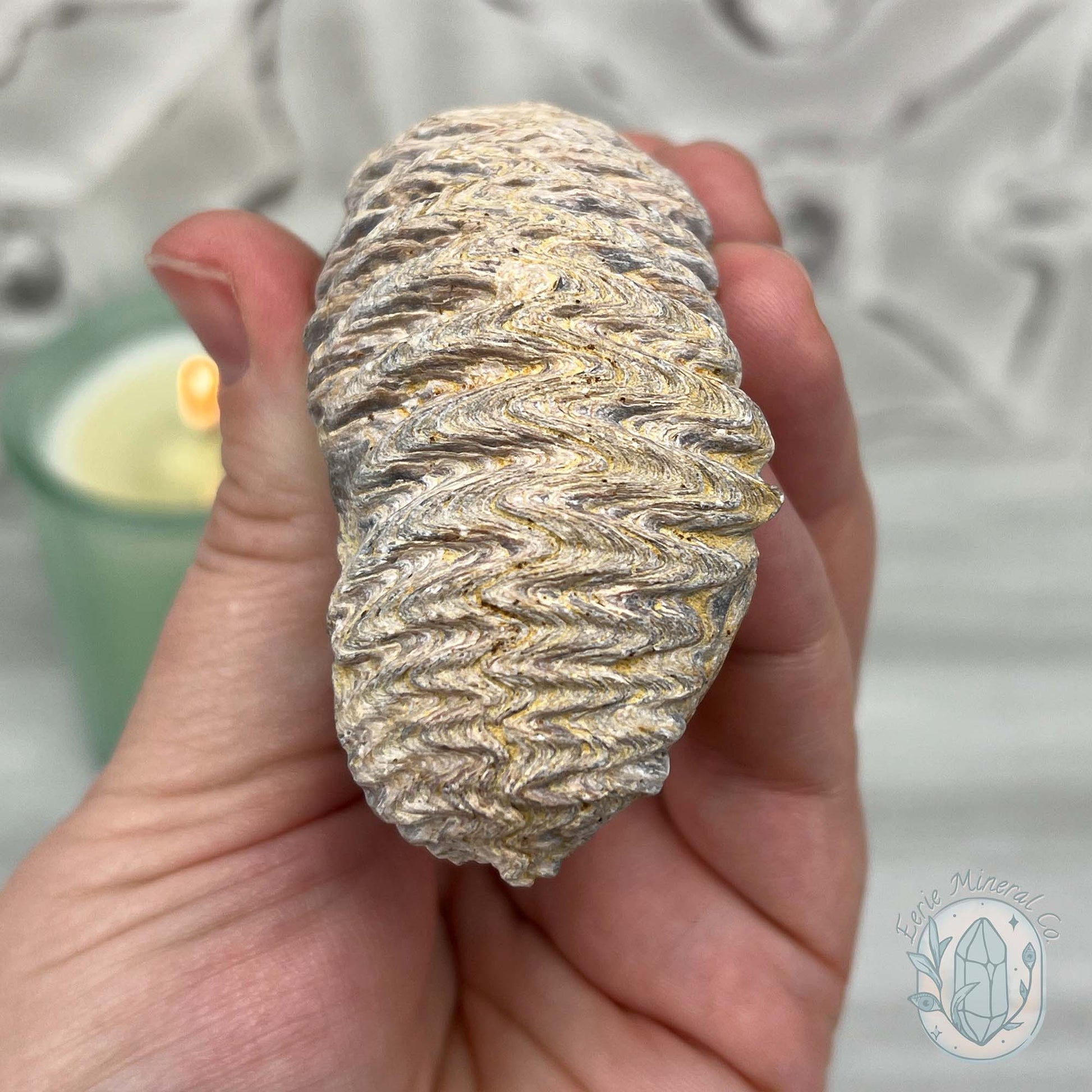 Rastellum ZigZag Oyster Fossil Specimen