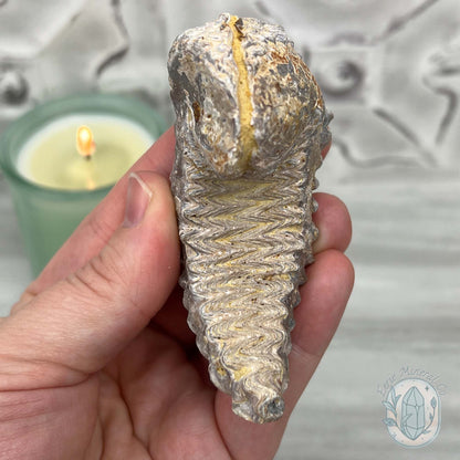 Rastellum ZigZag Oyster Fossil Specimen