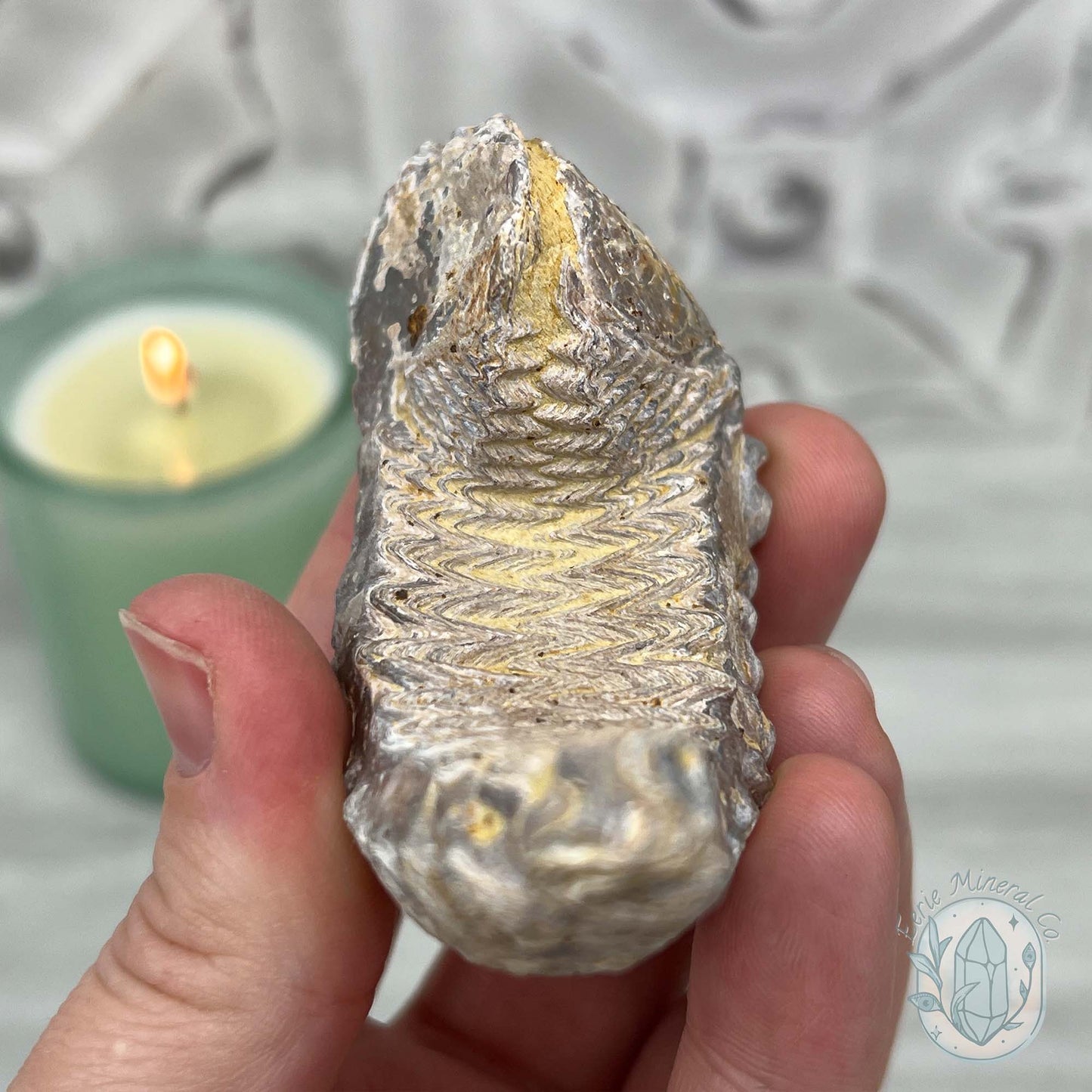 Rastellum ZigZag Oyster Fossil Specimen