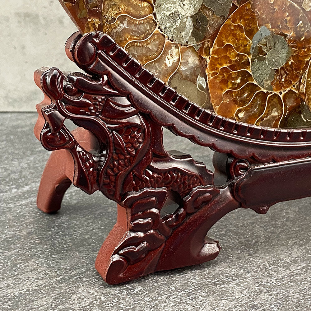 fossilized ammonites plate