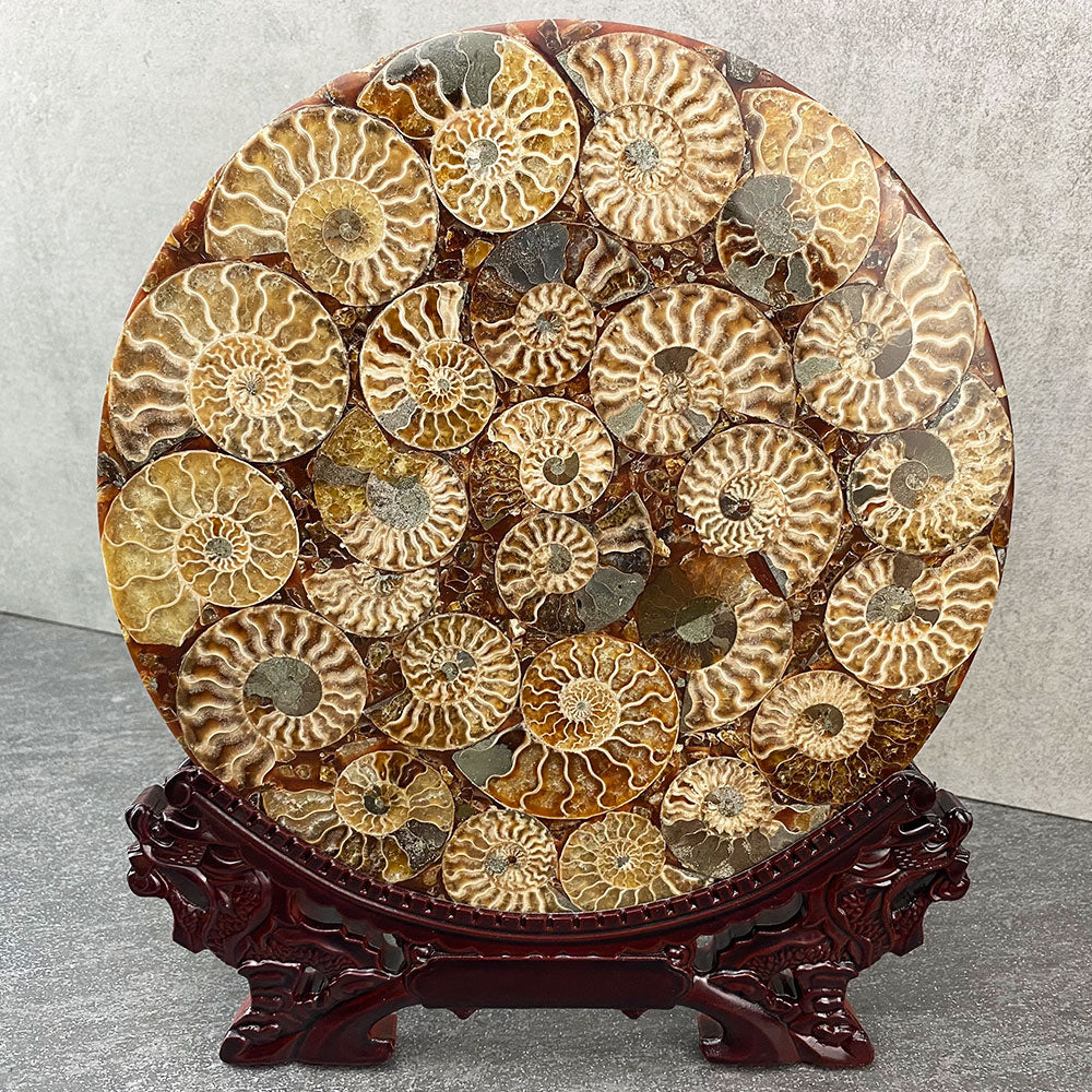 fossilized ammonites plate