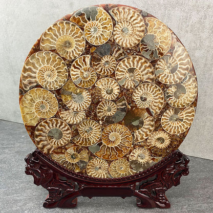 fossilized ammonites plate