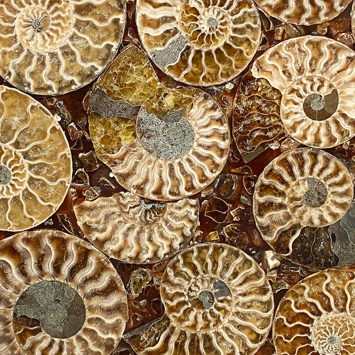 fossilized ammonites plate