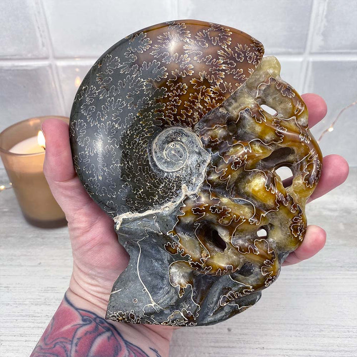 Large Polished Ammonite (Cleoniceras) Fossil Carving