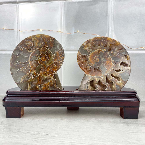 Polished Ammonite Fossil Halves Display