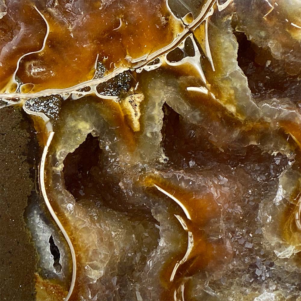Polished Ammonite Fossil Halves Display