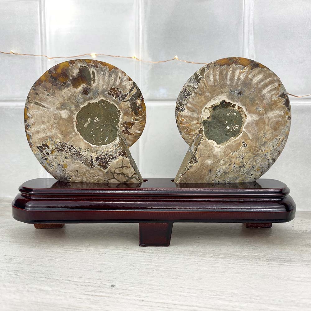 Polished Ammonite Fossil Halves Display