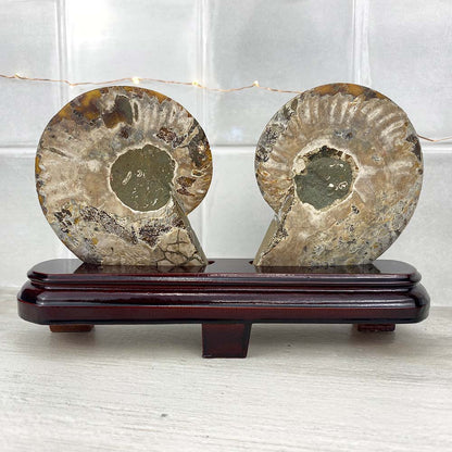 Polished Ammonite Fossil Halves Display