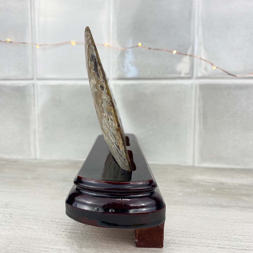 Polished Ammonite Fossil Halves Display