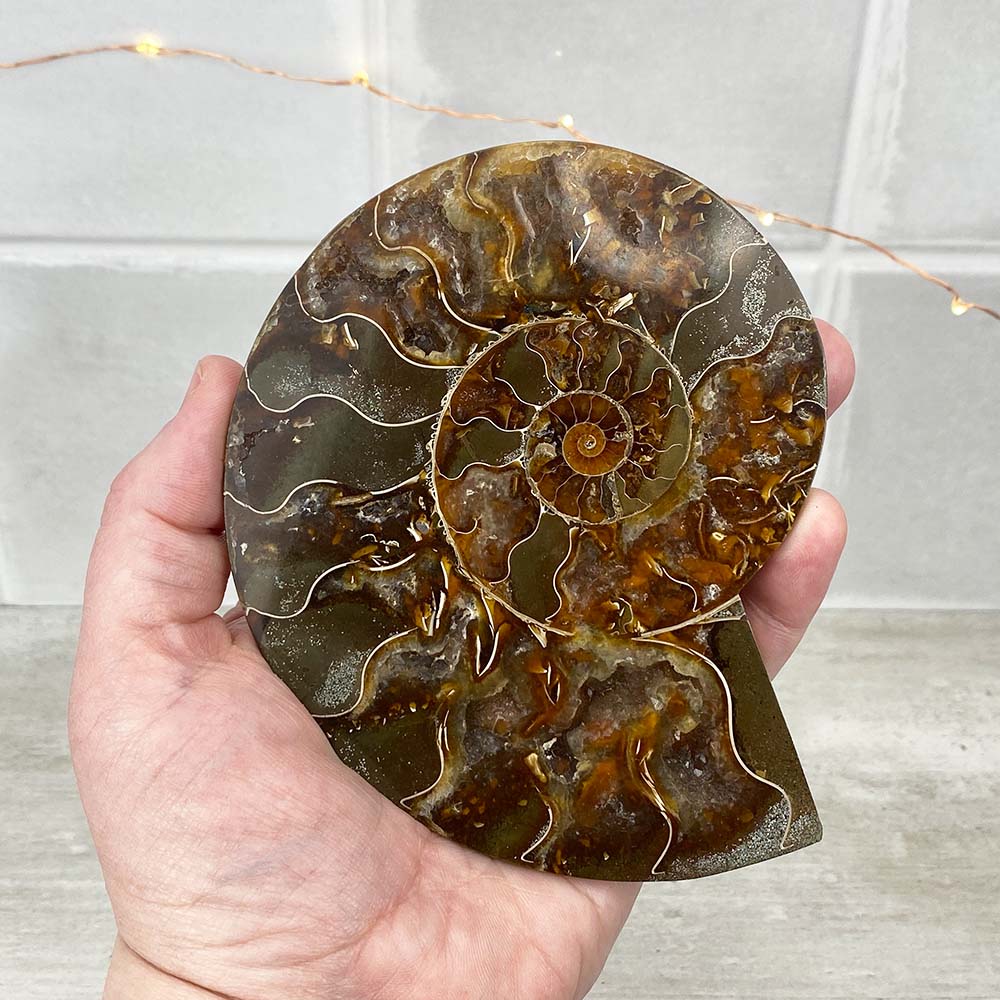 Polished Ammonite Fossil Halves Display