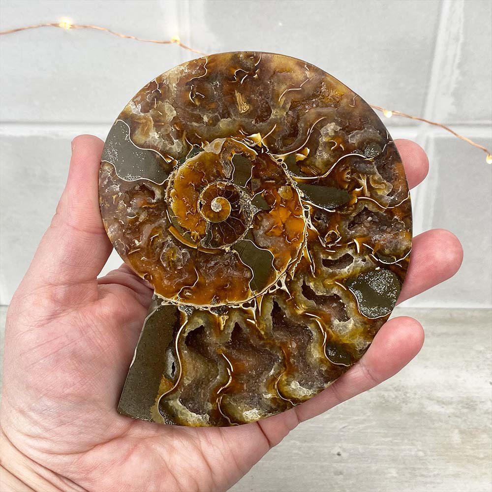 Polished Ammonite Fossil Halves Display