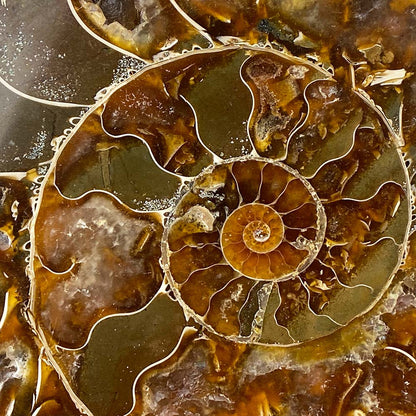 Polished Ammonite Fossil Halves Display