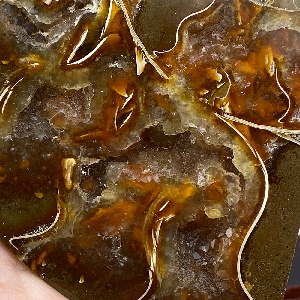 Polished Ammonite Fossil Halves Display