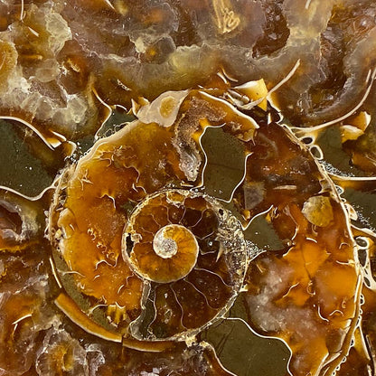 Polished Ammonite Fossil Halves Display
