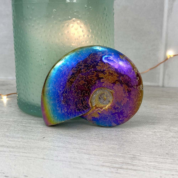 Polished Aura Ammonite (Cleoniceras) Fossil