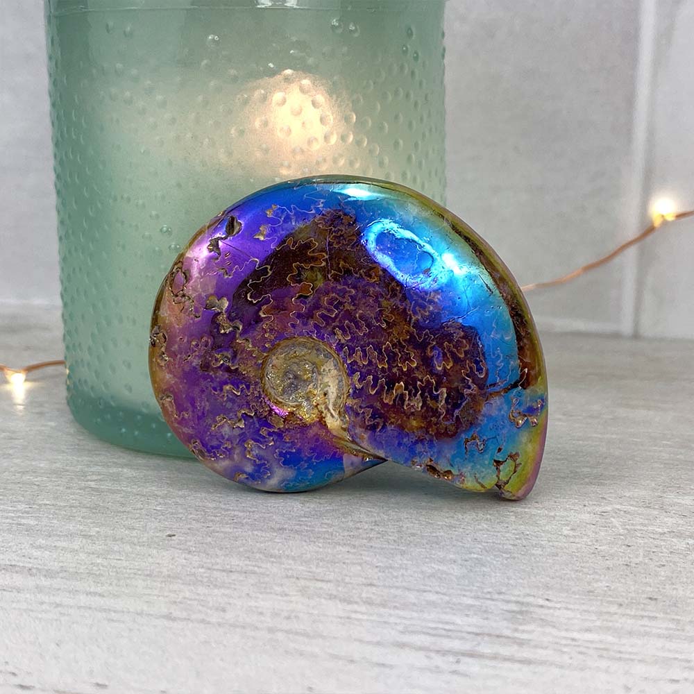 Polished Aura Ammonite (Cleoniceras) Fossil
