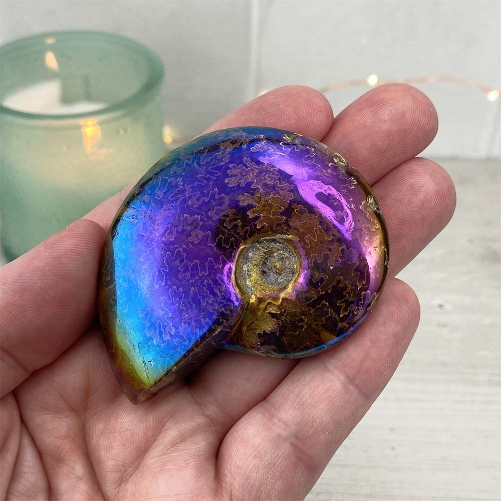 Polished Aura Ammonite (Cleoniceras) Fossil