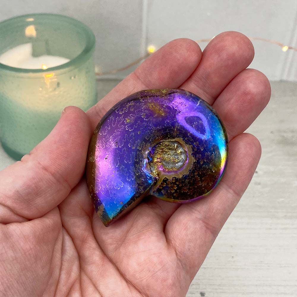 Polished Aura Ammonite (Cleoniceras) Fossil