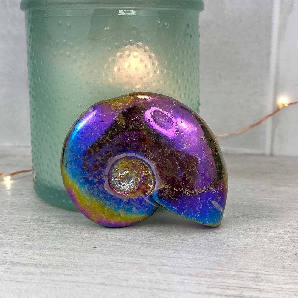 Polished Aura Ammonite (Cleoniceras) Fossil