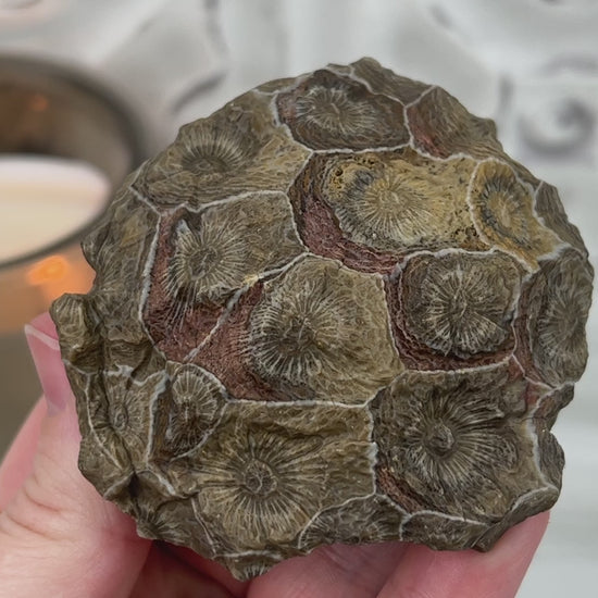 Coral Jade aka Fossilized Actinocyathus Coral Specimen