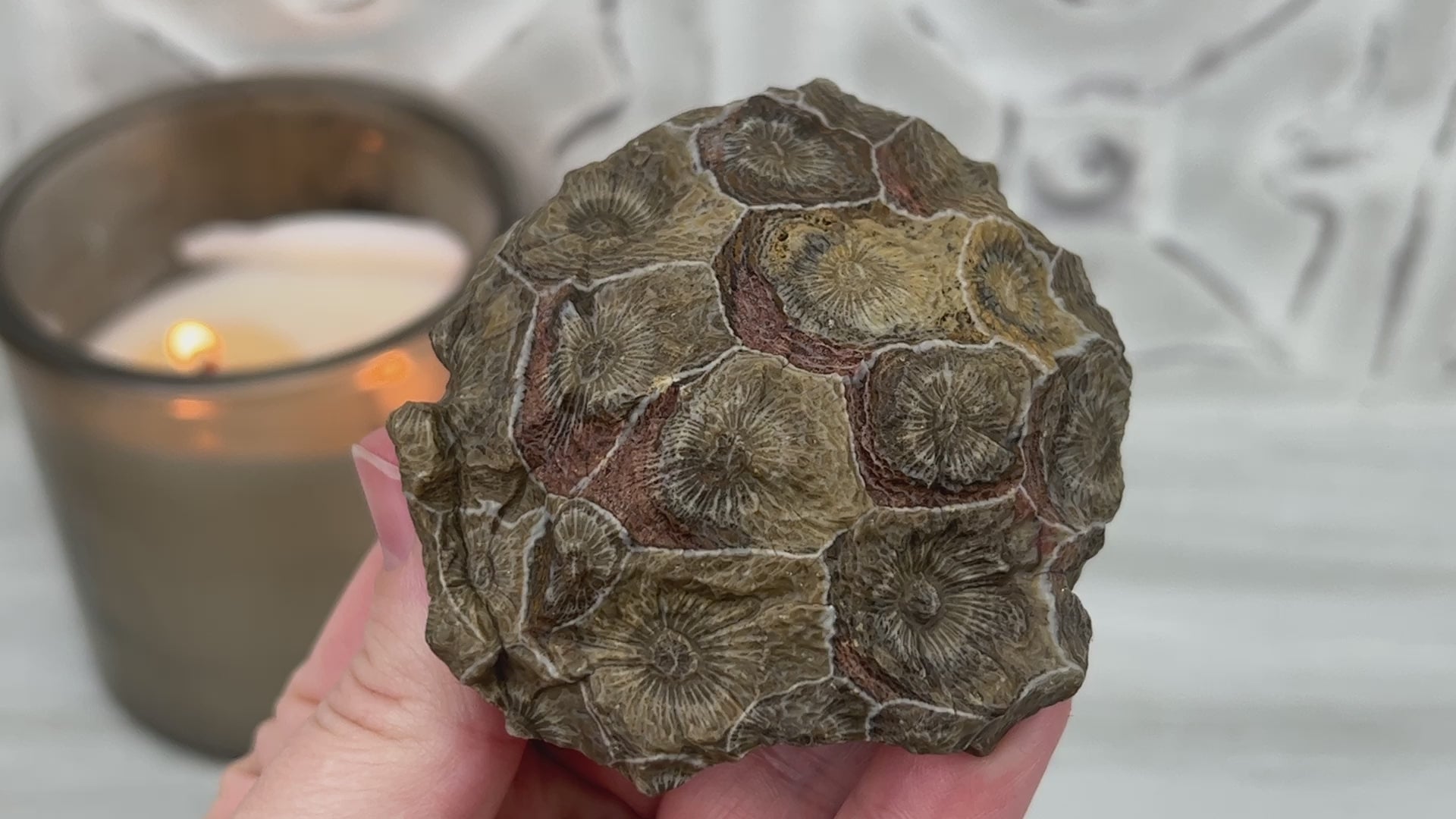 Coral Jade aka Fossilized Actinocyathus Coral Specimen