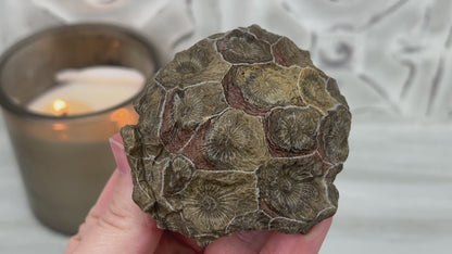 Coral Jade aka Fossilized Actinocyathus Coral Specimen
