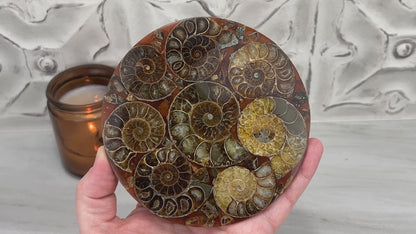 Real Ammonite Fossils with Pyrite Display Plate