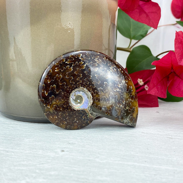 Polished Ammonite (Cleoniceras) Fossil