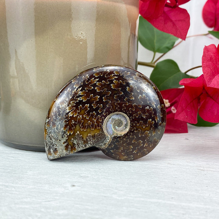 Polished Ammonite (Cleoniceras) Fossil