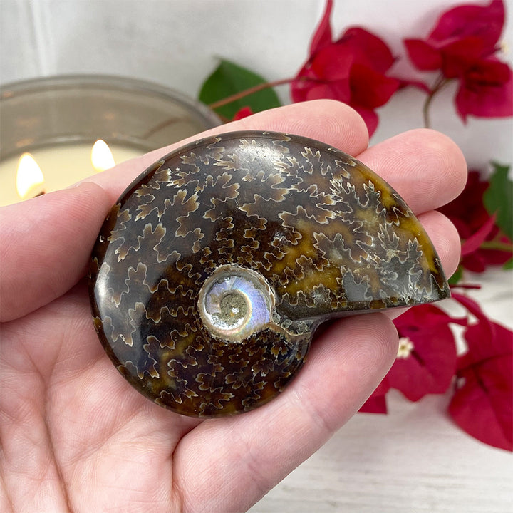 Polished Ammonite (Cleoniceras) Fossil