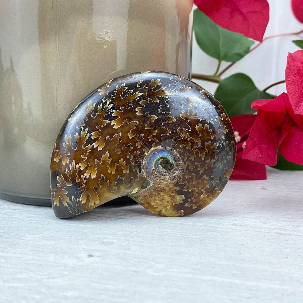 Polished Ammonite (Cleoniceras) Fossil
