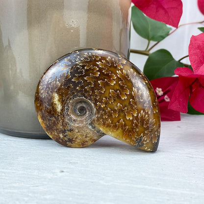 Polished Ammonite (Cleoniceras) Fossil