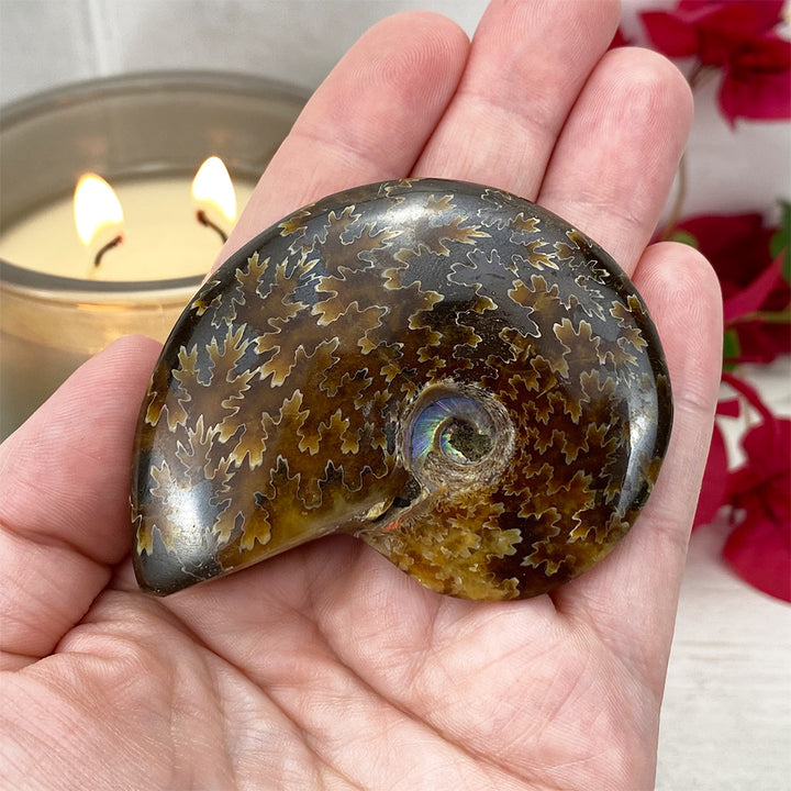 Polished Ammonite (Cleoniceras) Fossil