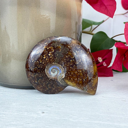 Polished Ammonite (Cleoniceras) Fossil