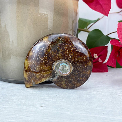 Polished Ammonite (Cleoniceras) Fossil