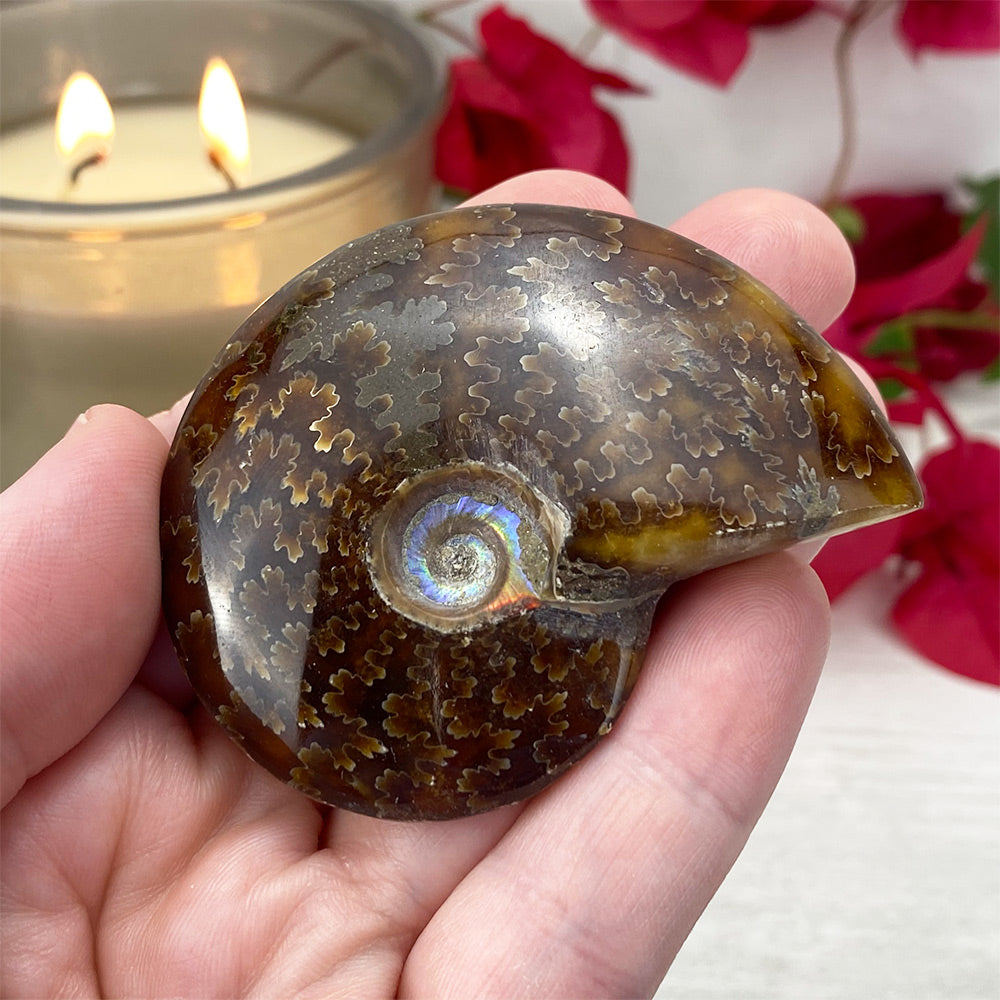Polished Ammonite (Cleoniceras) Fossil
