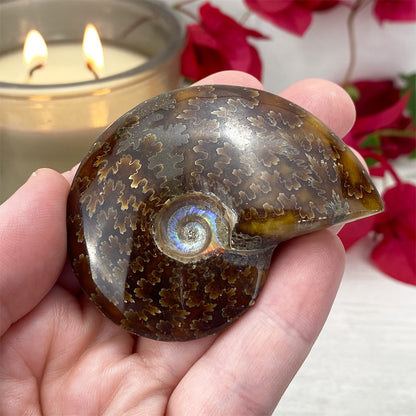 Polished Ammonite (Cleoniceras) Fossil