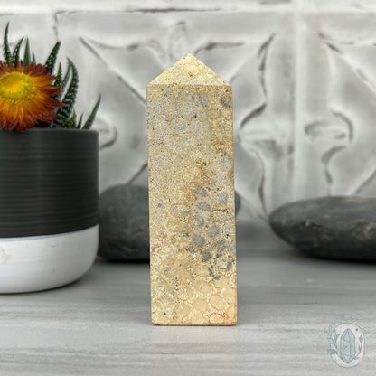 Coral Jade aka Fossilized Actinocyathus Coral Tower